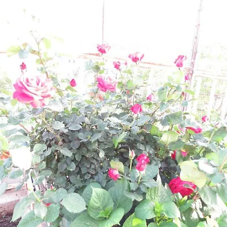 Don Jozo Apartment *